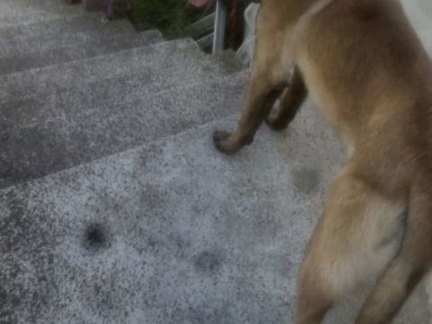 Malinois LOF provisoire de 2 ans 500 38640 Claix