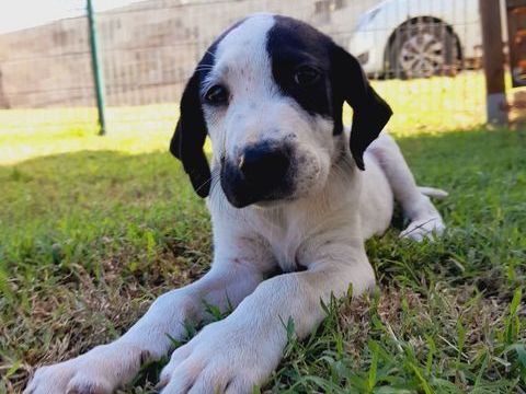 Tio, mâle X border né le 15/09/2025 300 44000 Nantes