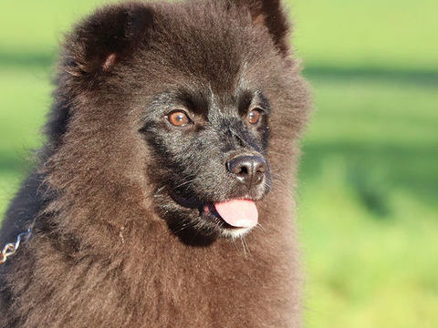 Pomsky F2a, 100 % douceur, 0 % innocence. 100% pur pomsky 600 53220 Larchamp