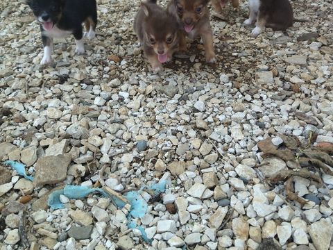Chihuahuas m&acirc;les et femelles 750 12200 Villefranche-de-rouergue