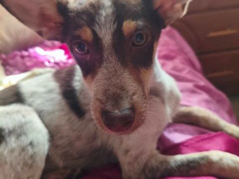 A L'ADOPTION MILO SE TROUVE EN REFUGE UKRAINE 0 75018 Paris