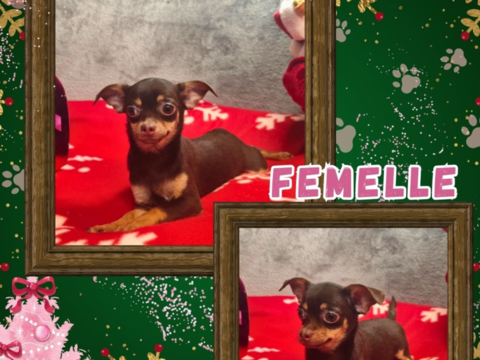 Chiot chihuahua femelle poils courts 550 18140 Prcy