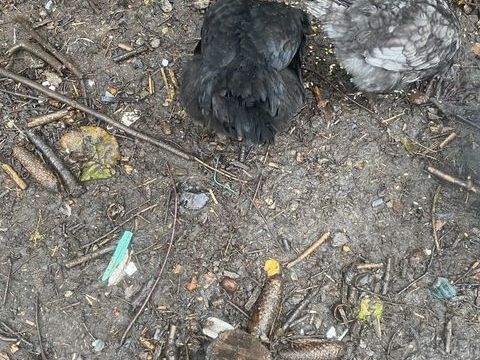 2 poulettes 0 59190 Ca�stre