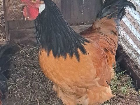  Coq vorwerk 20 85200 L'orbrie