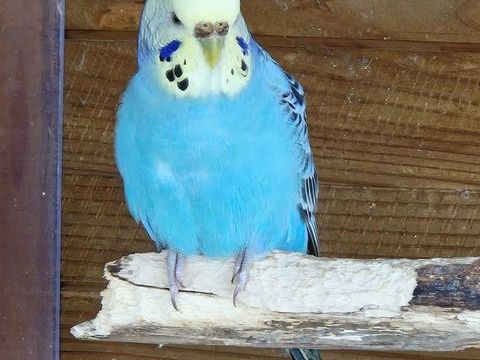 Perruches ondul&eacute;es 20 61360 Saint-jouin-de-blavou