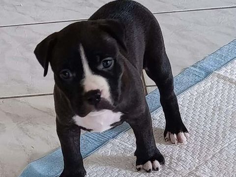 Bria, la boule de tendresse 300 77000 Livry-sur-seine