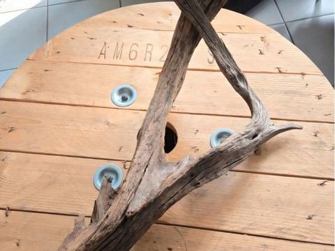 Racine de terrarium XL 15 59200 Tourcoing