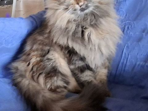 PLUME,  chatonne junior typ&eacute;e norv&eacute;gien  et sensible 300 06530 Saint-c�zaire-sur-siagne