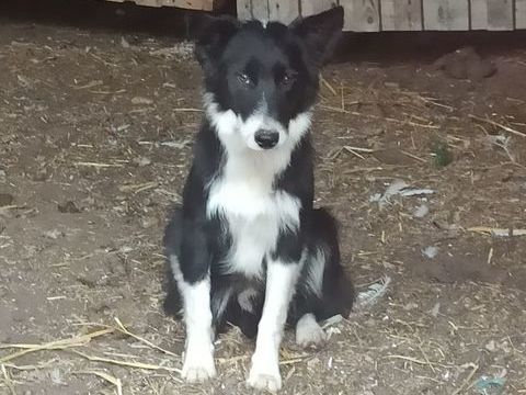 jeunes chiens 400 38260 Pajay