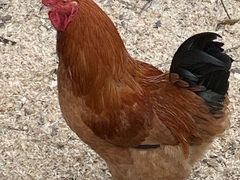 coqs 20 59554 Sailly-lez-cambrai