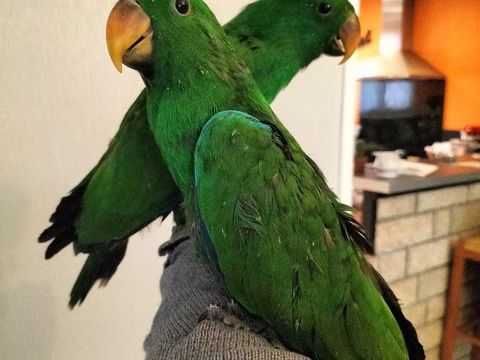 Perroquet eclectus n&eacute; le 17 d&eacute;cembre 800 29820 Guilers