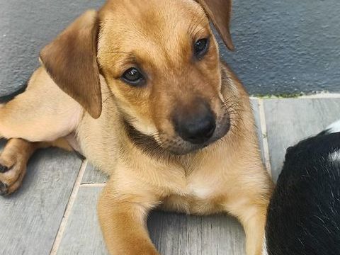 🐾Vouvray, m&acirc;le X berger n&eacute; le 15/11/2025 300 22000 Saint-brieuc