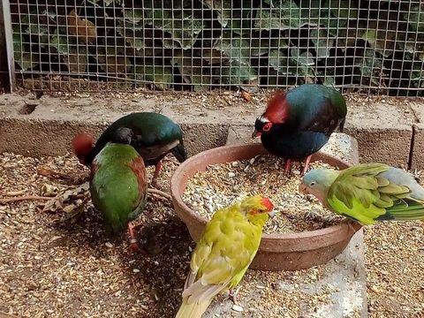 oiseaux roulroul couronne 100 11100 Narbonne