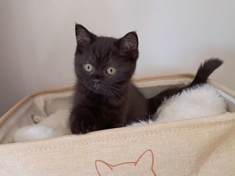 Chaton british shorthair LOOF 990 59230 Saint-amand-les-eaux