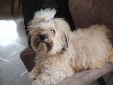 saillie bichon havanais 500 59182 Montigny-en-ostrevent