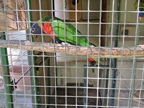 Loris de Swinson 250 40360 Donzacq