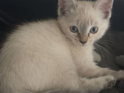 Chaton 0 83500 La seyne-sur-mer