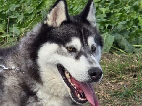 BOJKA husky 4 ans 280 59300 Aulnoy-lez-valenciennes