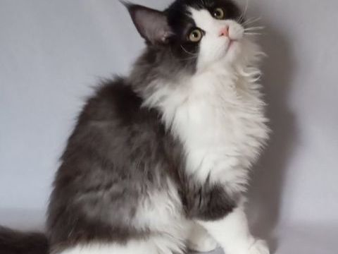 chatons maine coon 1300 63200 Riom