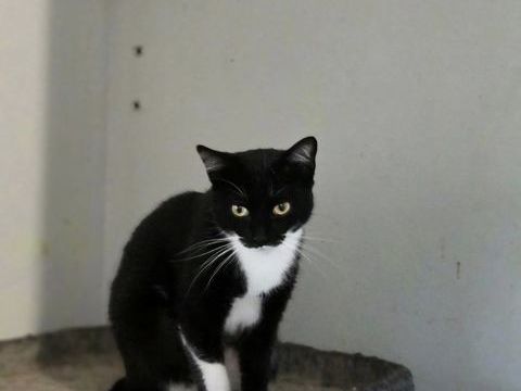 VEDETTE 210 27140 Amcourt