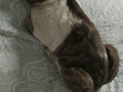 ROCCO 195 78170 La celle-saint-cloud