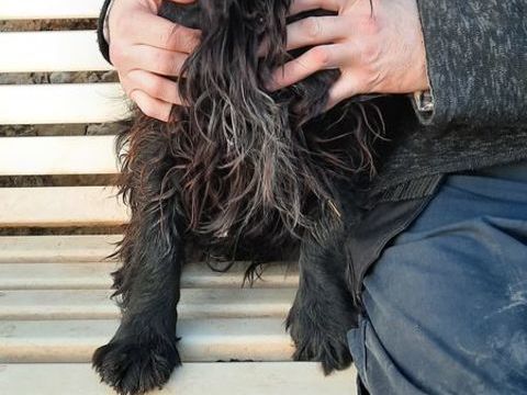 Type Cocker 600 50680 Airel