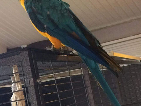 Ara jaune et bleu 1800 33112 Saint-laurent-m�doc