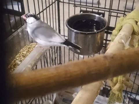 Padda de java 25 47200 Marmande