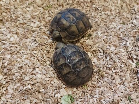 Adorables tortues de terre &acirc;g&eacute;es de 6 mois 40 34500 B�ziers