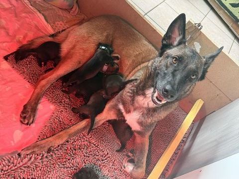 Chiots malinois 800 74200 Thonon-les-bains