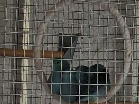 toui celeste 20 02100 Saint-quentin