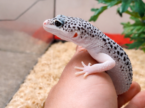 Gecko l&eacute;opard et python regius 100 91720 Maisse