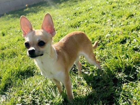 Saillie m&acirc;le Chihuahua 15 mois ? gentil et malin 0 89570 Neuvy-sautour