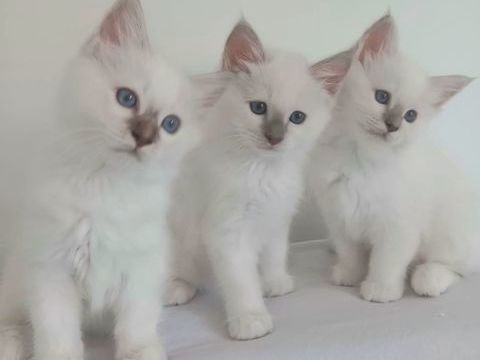 Chaton sacr&eacute; de Birmanie non LOOF 790 38660 Lumbin