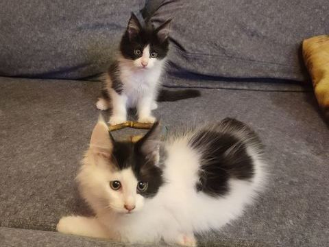 4 chatons Maine Coon LOOF Disponible de suite 800 62940 Haillicourt