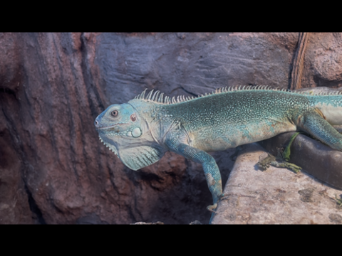 Iguane Tha&iuml; rachan bleu 
900 24460 Saint-front-d'alemps