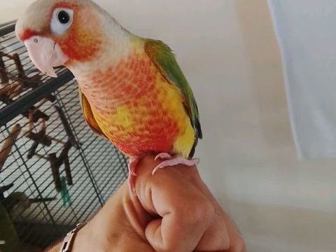 Femelle conure de molinae ananas 260 77240 Vert-saint-denis