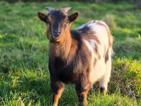 Famille de trois caprins &agrave; l'adoption 270 35150 Chanteloup