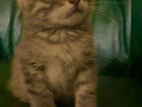Donne adorable chaton 0 19270 Ussac