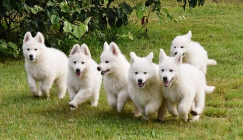 Chiots Berger Blanc Suisse  LOF 1500 37600 Loches