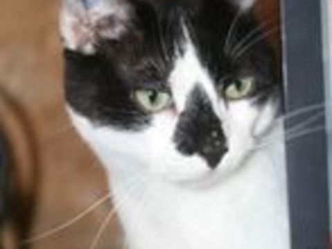 LILO CHAT NOIR & BLANC 6 ANS 1/2 195 92260 Fontenay-aux-roses
