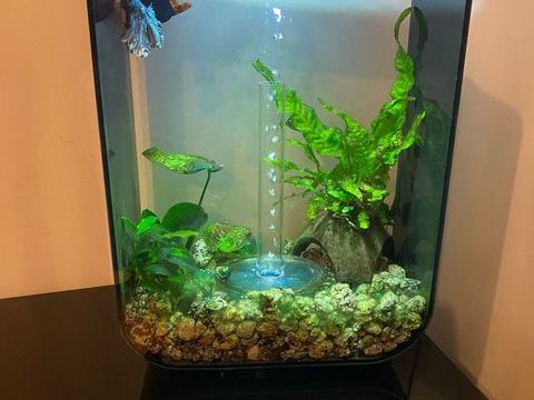 Aquarium Biorb 15 L noir 100 06200 Nice