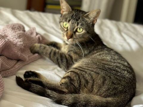 Fify, 1 an,recherche un bon foyer 195 93310 Le pr-saint-gervais