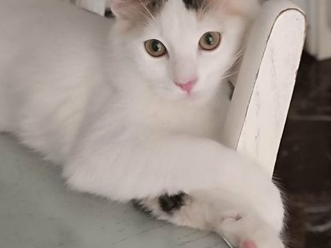 Petit chaton de 4 mois 0 75017 Paris
