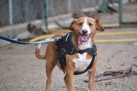 RAYA, 9 ans � cherche une vraie famille pour la vie ️ 195 24140 Douville