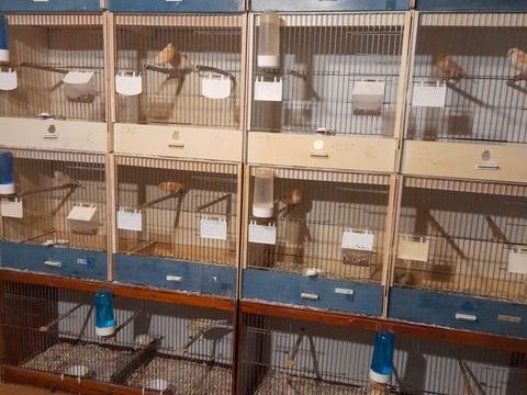 Canaris couleurs 20 55000 Salmagne