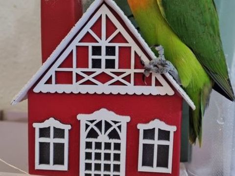 Inséparables eam 90 11130 Sigean