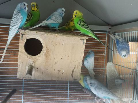 Perruches 30 77400 Saint-thibault-des-vignes