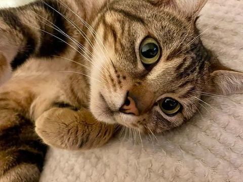 Picobo 190 44000 Nantes