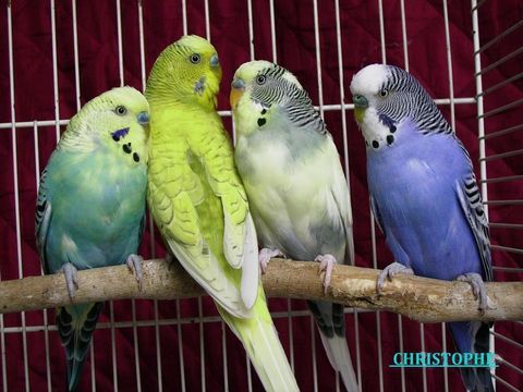 Perruches ondulées. 15 13013 Marseille